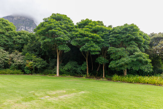 Landscape in Cape Town botanical garden
