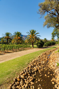 Green lawn and palms at South Africa winery