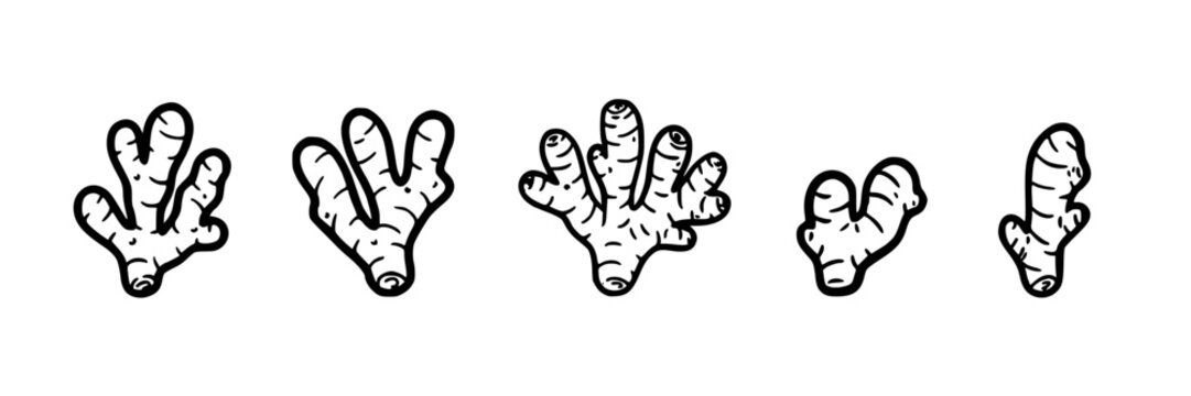 Ginger Root Icons, Five Hand-Drawn Ginger Root Illustrations. Herbal Ingredient Design, Culinary Concept. with Sketch