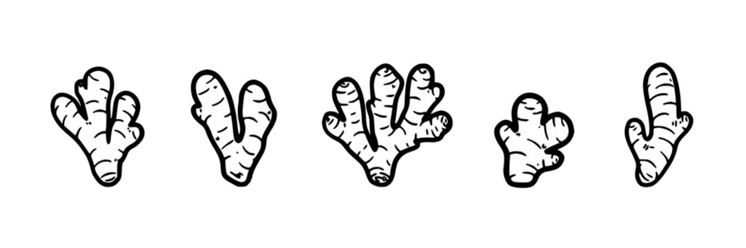 Ginger Root Icons, Five Hand-Drawn Vegetable Illustrations. Culinary Ingredient Design, Healthy Eating Concept