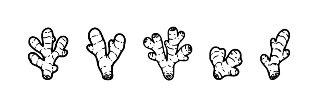 Ginger Root Vegetable Icons, Hand-Drawn Style Illustration. Botanical Food Elements, Organic Produce Design