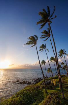 Stunning Hawaii ocean sunset with silhouettes of palm trees swaying against a vibrant sky