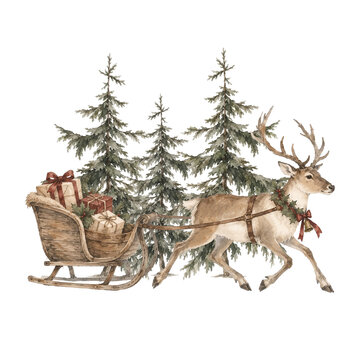 Christmas reindeer sleigh winter forest watercolor illustration with festive deer pulling a wooden sled full of wrapped gifts among evergreen fir trees, isolated on white background.