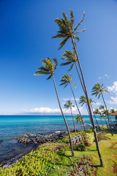 Hawaii landscape with ocean and palm trees