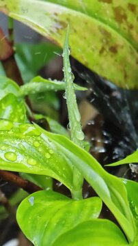 Macro Close Up of Raindrops Splashing on Fresh Green Plant Leaves