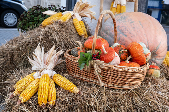 Autumn basket with small pumpkins and ears of corn in an autumn park on a haystack. Autumn still life.