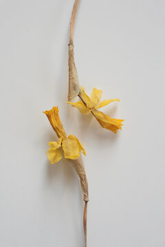 Aesthetic Vertical Composition Of Dried Yellow Flowers Intertwined On Neutral Surface