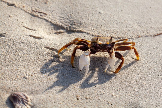 Horned ghost crab closeup on beach sand background, horn-eyed ghost crab macro, ocypode ceratophthalmus, crustacean, invertebrate arthropod animal, sea coast wild life on tropical island, ocean nature