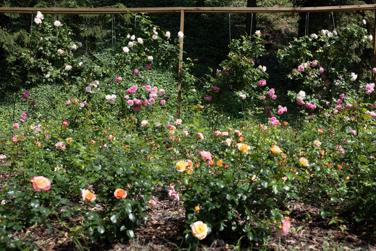 Blooming rose garden with climbing roses on wooden trellis.