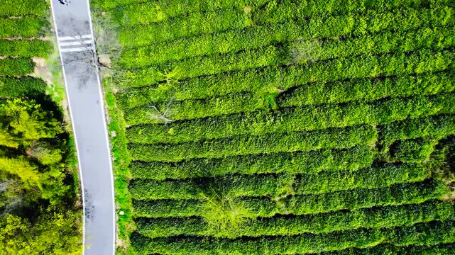 Aerial View of Lush Green Tea Plantation Rows Beside a Winding Road
