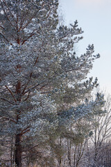 Snow covers tall pine trees in quiet forest © schankz