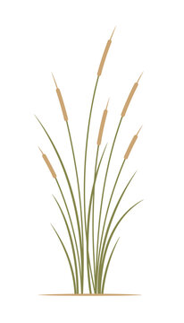 Simple vector illustration of tall green reed stalks with brown cattail heads growing from a thin brown base.