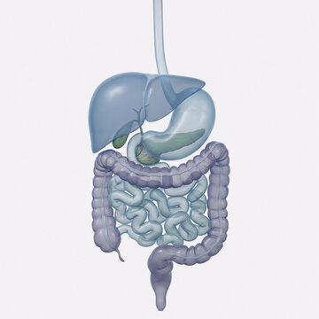 Human Digestive System 3D Illustration