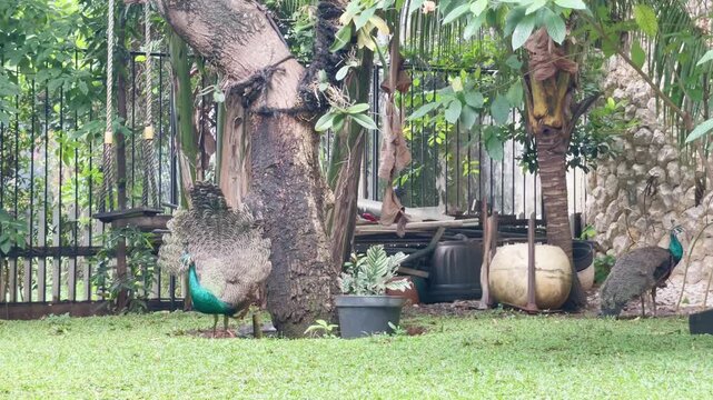 young peacock dancing in the garden, young blue peacock doing train rattling while dancing and looking for food on the ground