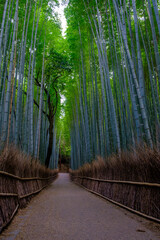 Obraz premium Serene path through the towering green stalks of Arashiyama Bamboo Grove in Kyoto, Japan.