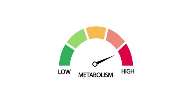Animated Metabolism level scale with arrow, Metabolism indicator gauze for weight management and health awareness.