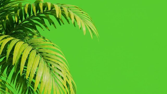 Tropical palm leaves swaying on green screen background, for easy chroma, key compositing