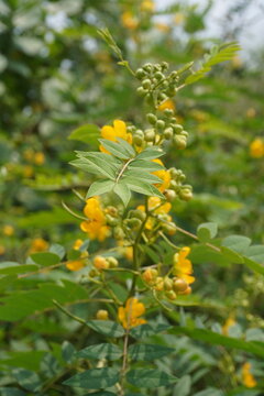 yellow senna flowers and fresh green leaves in bloom