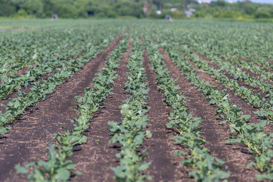 Rows of vibrant pepa choy thriving in a sunlit field showcasing the farmers' dedication to nurturing fresh produce