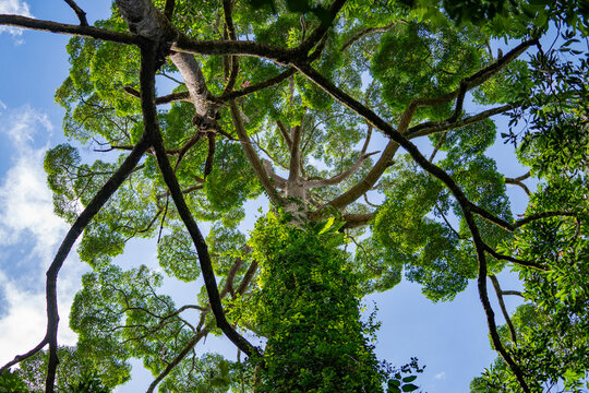 Low angle view of giant tropical tree crown against blue sky. Looking up at a massive rainforest tree covered in green vines with sprawling branches and lush canopy against a blue sky with soft clouds