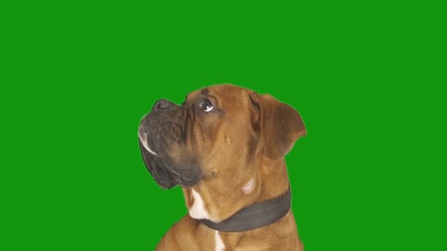 Portrait of a Boxer dog on a green screen