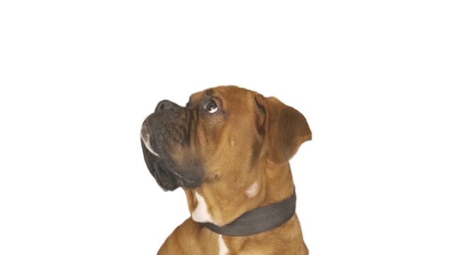portrait of a Boxer dog on a white background