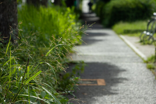 歩道にはみ出す雑草
