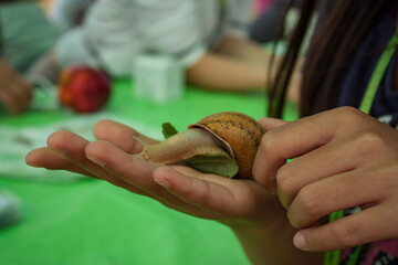 A snail in the hand © Filipo