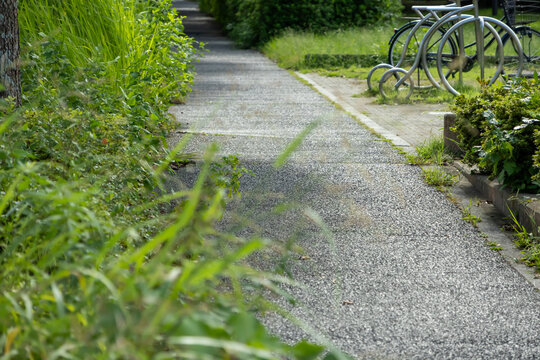 歩道にはみ出す雑草