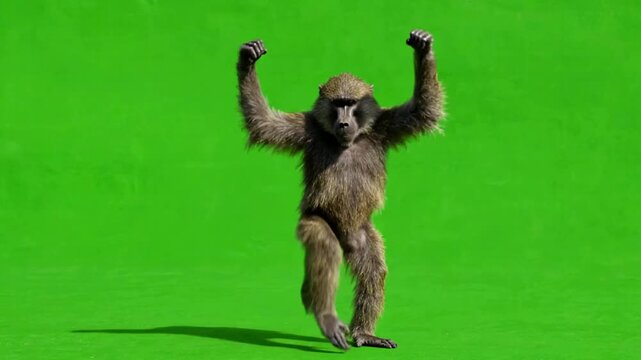 Baboon dancing and celebrating on green screen, funny primate character animation for creative projects