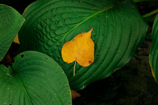 A vibrant yellow autumn leaf resting on a large green foliage in a close up garden view