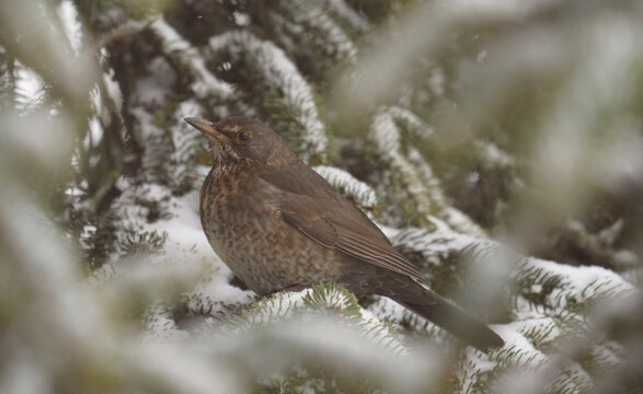 Ein weibliches Amselweibchen (Turdus merula) sitzt zwischen den schneebedeckten Zweigen eines Nadelbaums.