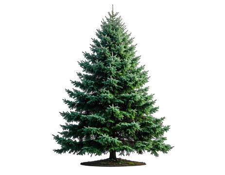 a high quality stock photograph of a single christmas pine tree isolated on a white background