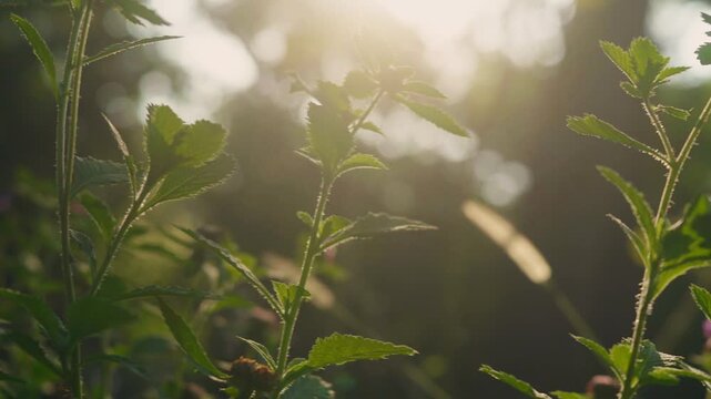 Sideways camera pan across herbaceous wild plants with serrated leaves and small flower heads, illuminated by warm golden sunlight in a natural tropical forest setting.