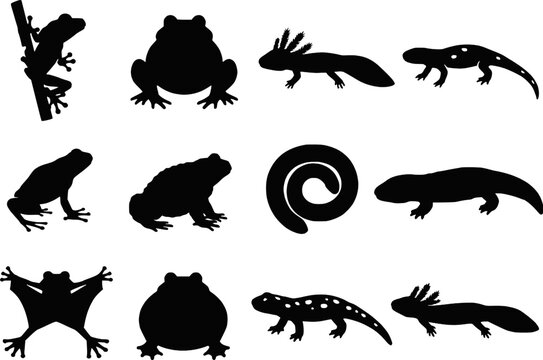 Amphibian Wildlife Silhouette Set Vector - Frog Toad Axolotl Salamander Newt Tree Frog Flying Frog Caecilian Poses Icons Collection