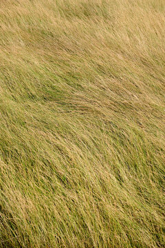 Background created from a close-up of dry grass swaying in the wind.