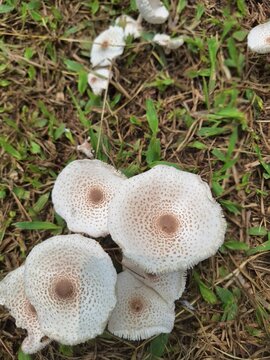 Cluster of Wild Leucocoprinus cepistipes (Onion-Stalk Parasol) Mushrooms Growing in Grassy Ground