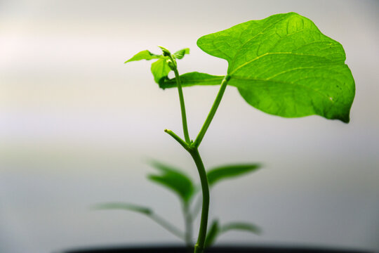 Green bean sprout with broad vibrant leaves growing inside laboratory or home for botanical research and sustainable farming