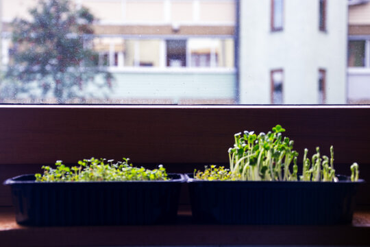 Fresh organic microgreens and garden cress sprouts growing in plastic trays on house windowsill for healthy cooking
