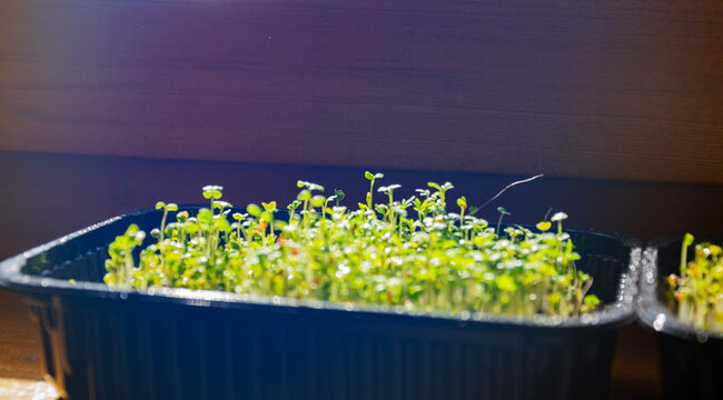 Small green arugula microgreens growing inside black plastic container under bright sunlight for organic healthy cooking