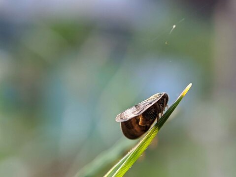 Close-Up of a Small Insect Resting on a Blade of Grass. 