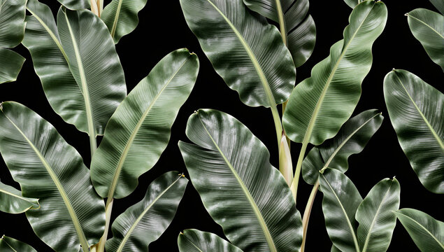Striking Banana Leaf Pattern: A vibrant and eye-catching pattern of large, dark green banana leaves set against a stark black background, creating a bold, tropical aesthetic.