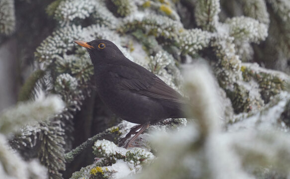 Ein m&auml;nnliches Amselm&auml;nnchen (Turdus merula) sitzt auf einem schneebedeckten Zweig eines Nadelbaums. 