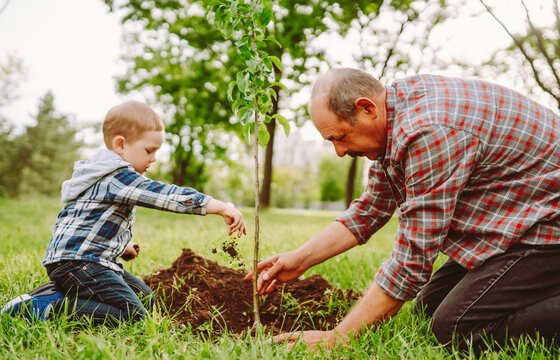 Young boy and his grandfather are planting young tree in sunny garden. Child and adult are holding tree trunk, spending time together outdoors. Concept of ecology, gardening, and childhood.