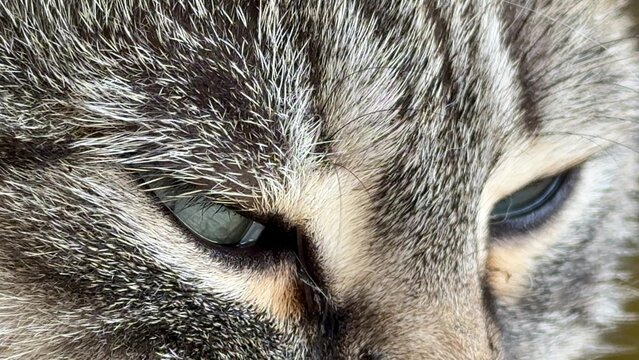 Cat eye closeup, detailed feline fur texture, macro shot of domestic tabby animal looking intensely in natural light