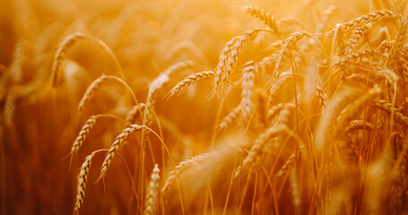 Obraz premium Wheat plants grow in a field with golden color at sunset. Sunlight shines through the stalks, creating a natural glow and highlighting the texture of the wheat.