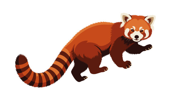 red panda with white background Red_panda_vector_illustratio