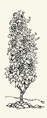 Vector drawing. Grape in the vineyard © Marina