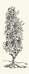 Vector drawing. Grape in the vineyard © Marina