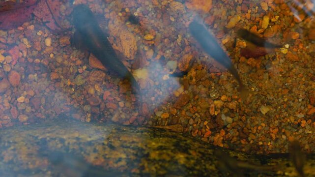 Garra rufa fish gently in a clear natural stream creek. Close up footage of fish spa therapy, skincare treatment, wellness, relaxation, and natural pedicure concept in flowing water.
